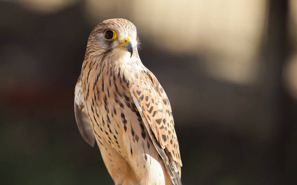 Female Lesser kestrel perched on roost. Wounded animal at bird rescue center, Spain - Photo, Image