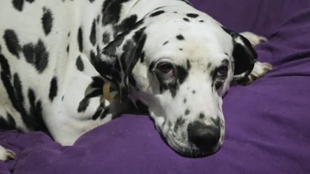 pes plemene Dalmatin leží sám na měkkou tkaninou - Záběry, video
