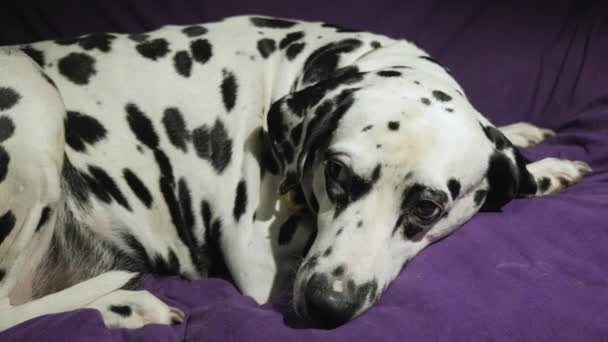 Dog of dalmatian breed lies alone on soft cloth - Footage, Video
