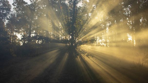 Belle scène matinale, les rayons du soleil traversent les branches des arbres. contexte
 - Photo, image