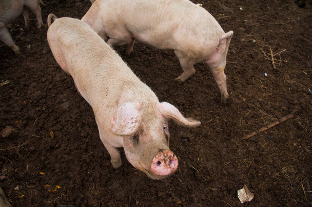 Домашние свиньи. Свиньи на ферме в деревне - Фото, изображение