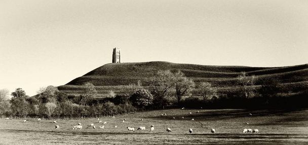 Sheep peacefully graze in a meadow in the shadow of the mystical ancient tower on Glastonbury Tor in Somerst England - Photo, Image