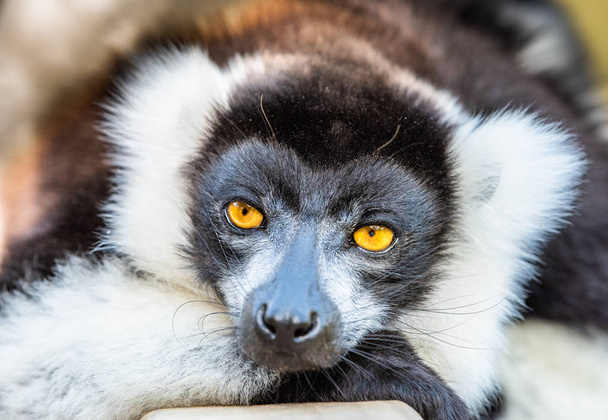 Lemur, чорно-білих між Лемур в дерев і природи. Тварин дика природа Мадагаскару, диких тварин на Мадагаскарі. Туристичної поїздки в Andasibe, Ісало, Масуалу, Marojejy національні парки. - Фото, зображення
