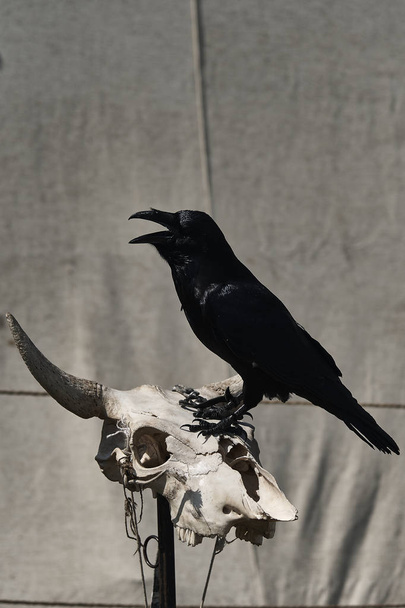A black feathered raven bird sits on the bones of the skull of a horned animal and screams, opening its beak. - Photo, Image