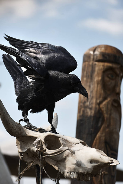 Un oiseau corbeau noir ouvre ses ailes et s'assied sur les os du crâne de l'animal contre le ciel et sculpté sur la tête d'un homme barbu
 - Photo, image