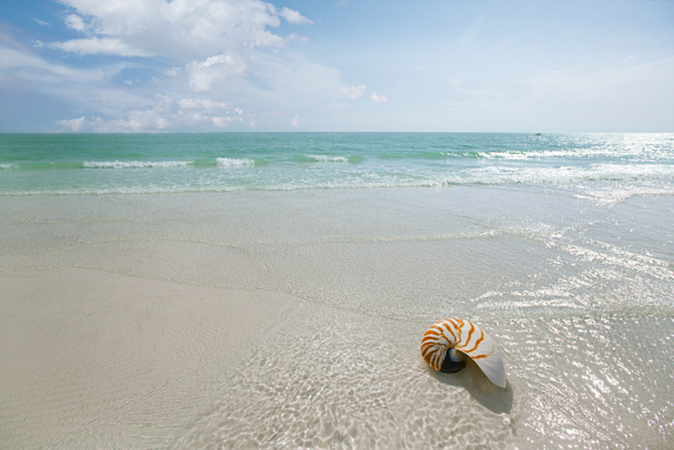 nautilus shell with sea waves - Photo, Image