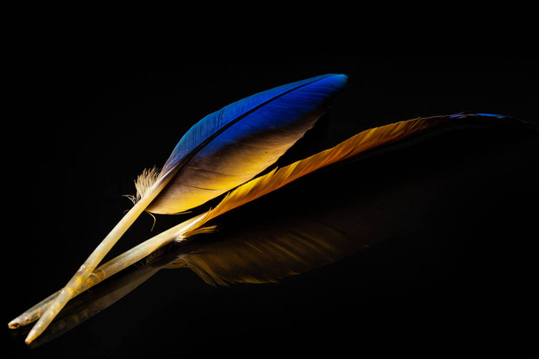 feathers, colored parrot feathers - Photo, Image