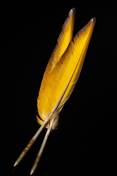 φτερά, πολύχρωμα φτερά παπαγάλου - Φωτογραφία, εικόνα