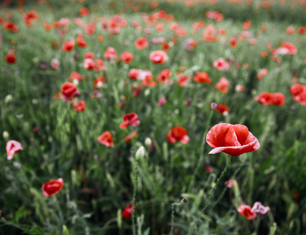 Poppies on the field - Foto, Imagen
