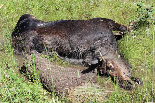 The back end of a dead moose. - Photo, Image