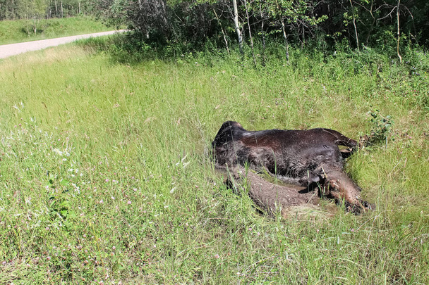 ein toter Elch im Graben mit einer Straße im Hintergrund - Foto, Bild