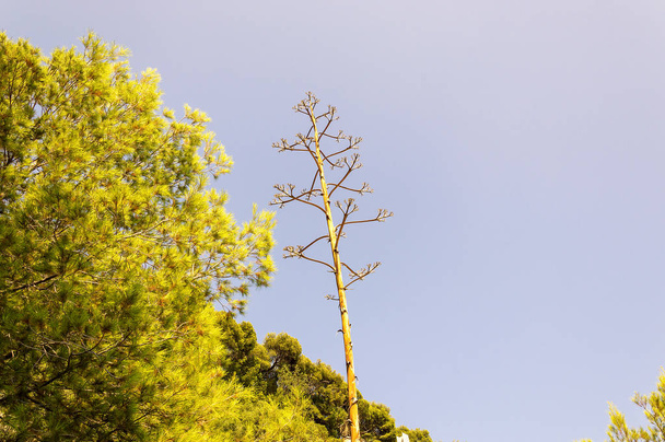 Agave plant on the seacoast of French Riviera - Photo, Image