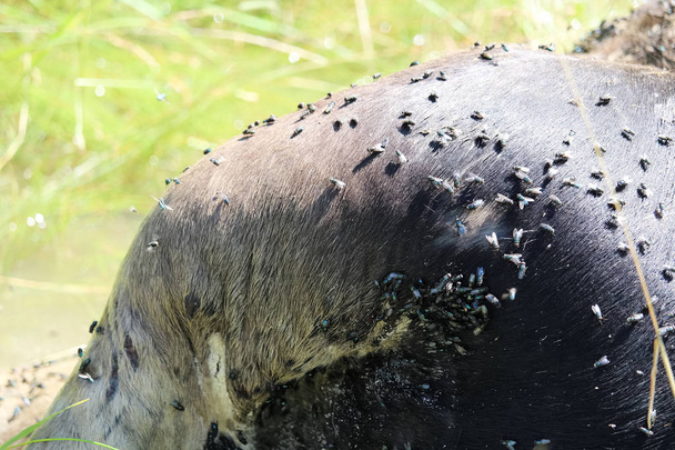 Le croupion d'un orignal mort couvert de mouches
 - Photo, image