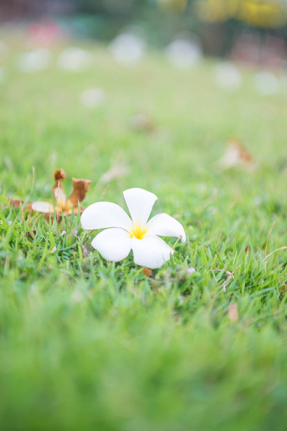 白いタイの庭の花。自然 - 写真・画像