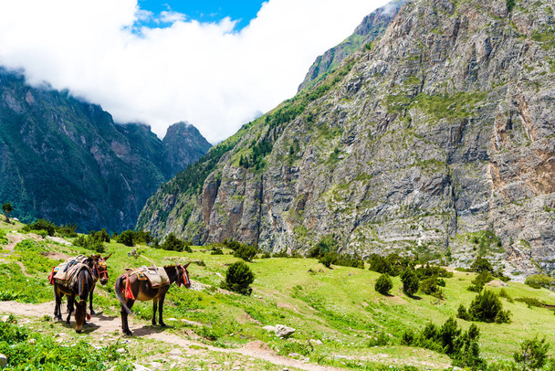 Góry mułów w obszar chroniony Annapurny, hotspot przeznaczenia dla alpinistów i Nepalu największy obszar chroniony. Transport w górach z Nepal jest nadal prowadzone przez muły - Zdjęcie, obraz