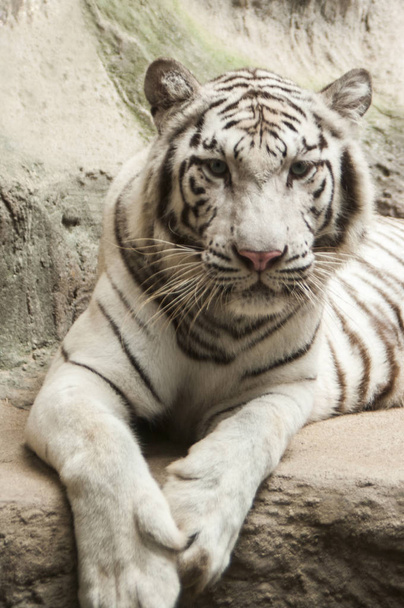 Tigre blanco / tigre blanco en Chiang Mai Night Safari, Tailandia
 - Foto, imagen