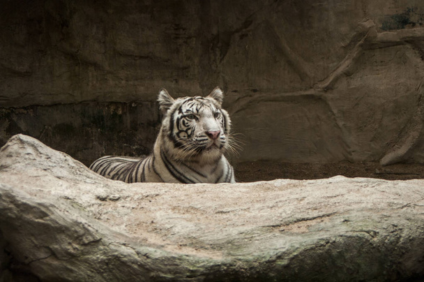 Білий тигр / білий тигр в Чіанг маи ніч Safari, Сполучені Штати Америки - Фото, зображення