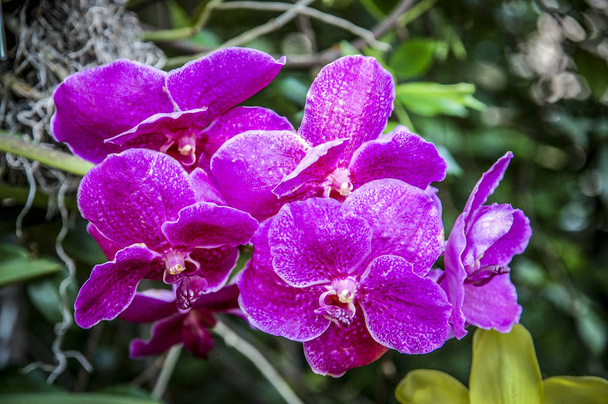 Kleurrijke bloem van de Cymbidium is een geslacht van 52 altijdgroene soorten in de orchideeënfamilie - Foto, afbeelding