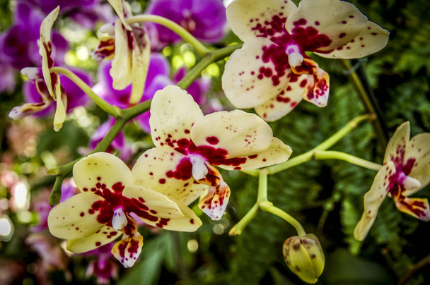 Барвиста квітка Цимбідію рід з 52 вічнозелених видів у сімействі орхідей
 - Фото, зображення