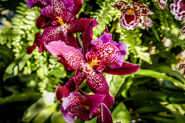 Farbenfrohe Cymbidium-Blume ist eine Gattung von 52 immergrünen Arten aus der Familie der Orchideen - Foto, Bild