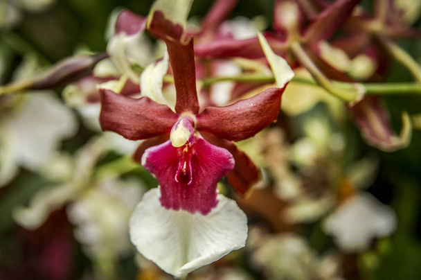Барвиста квітка Цимбідію рід з 52 вічнозелених видів у сімействі орхідей
 - Фото, зображення