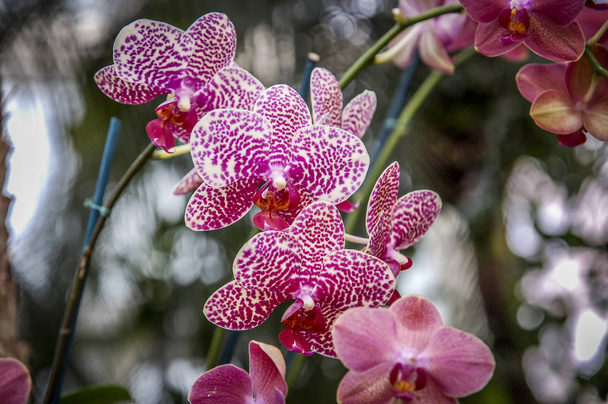 Kleurrijke bloem van de Cymbidium is een geslacht van 52 altijdgroene soorten in de orchideeënfamilie - Foto, afbeelding