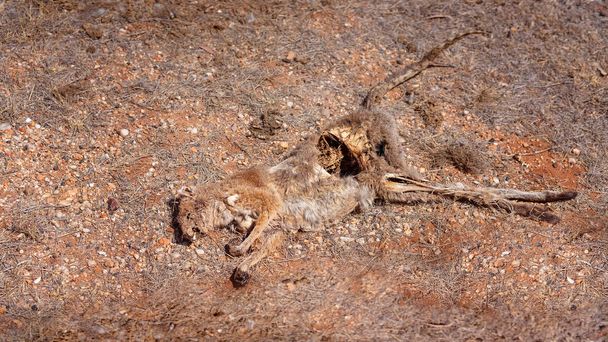 Cadáver de un canguro muerto atropellado por un coche al costado de la carretera
 - Foto, Imagen