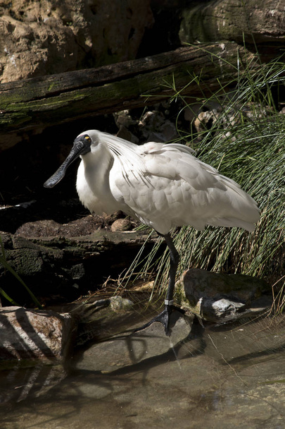 this is a side view of a royal spoonbill - 写真・画像