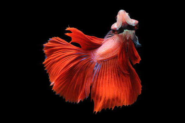 Рыба Бетта, сиамская боевая рыба, бетта блестящая изолированная на черном фоне, рыба на черном фоне, многоцветная сиамская боевая рыба
, - Фото, изображение