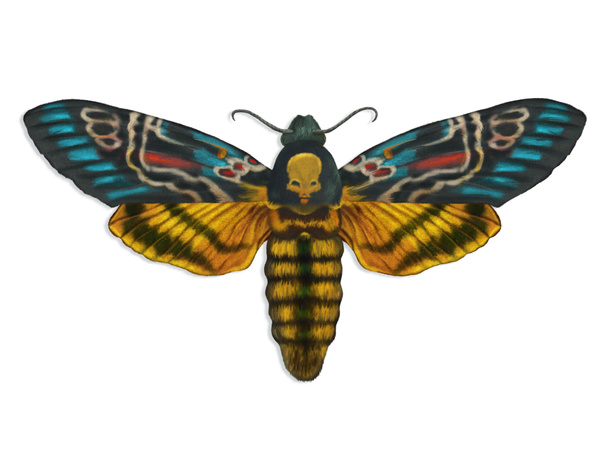Kleurrijke dood hoofd nachtvlinder - Foto, afbeelding