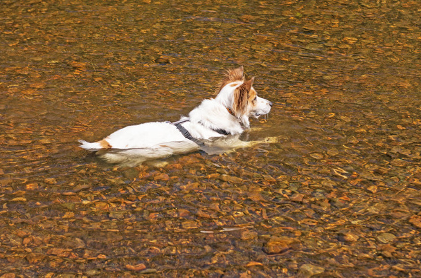 Σκύλος δροσιστείτε στο νερό σε υδατοπτώσεις Provincial Park στο Οντάριο, Καναδάς - Φωτογραφία, εικόνα