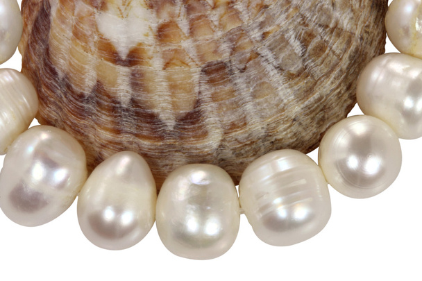 Макро намисто з перлів і молюсків на білому фоні
 - Фото, зображення