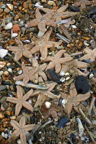 Багато мертвих морських тварин вимилися на пляжі після шторму. Включає в себе морські зірки, краби, мідії, бритви і яблука. Фон з гальки
. - Фото, зображення
