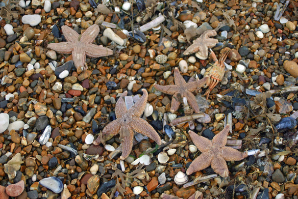Conchiglie morte e altre forme di vita marina sono finite su una spiaggia di ciottoli dopo una tempesta invernale. Include stelle marine, granchi, conchiglie, cockles e cozze
. - Foto, immagini