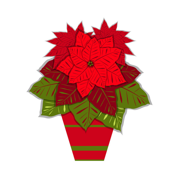 Poinsettia in a clay pot. Euphorbia pulcherrima. Vector illustration. New Year Christmas Traditional symbols - Vector, Image