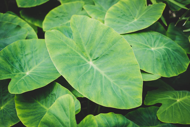 величезний лист рослини крупним планом, тропічні рослини листя макро
 - - Фото, зображення