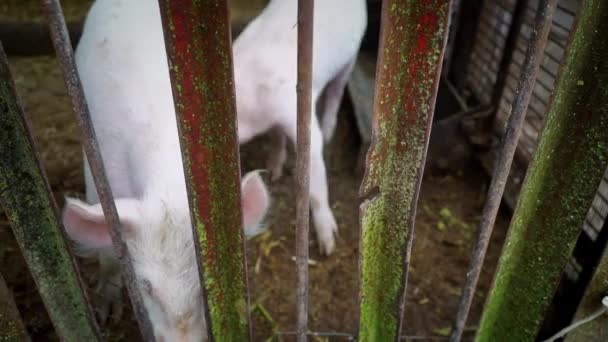 Δύο μικρά λευκά γουρουνάκια σε ένα χοιροστάσιο, χοιρίδια πίσω από ένα φράχτη από μεταλλικές ράβδους - Πλάνα, βίντεο