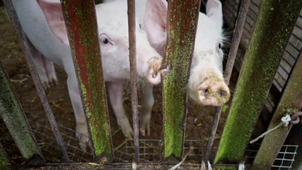Twee kleine witte biggen in een varkensstal, biggen achter een hek van metalen staven - Video