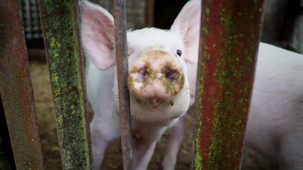 Two small white piglets in a pigsty, piglets behind a fence of metal rods, pig stick his nose between his iron rods - Footage, Video