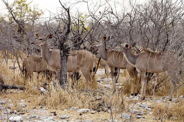 de groep grote koedoe, Tragelaphus strepsiceros in het Etosha National Park Namibië - Foto, afbeelding