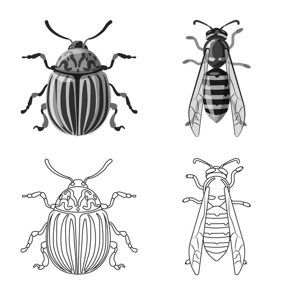 Изолированный объект насекомого и знак мухи. Коллекция векторных иллюстраций насекомых и элементов
. - Вектор,изображение