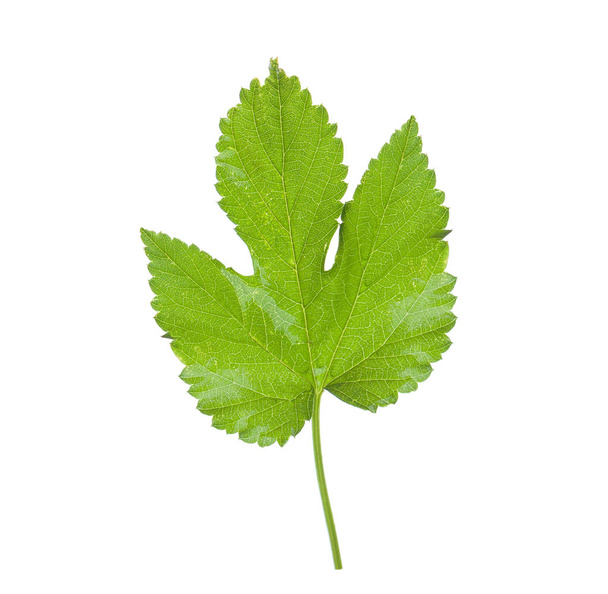 Green beer hop leaf isolated on white - Photo, Image