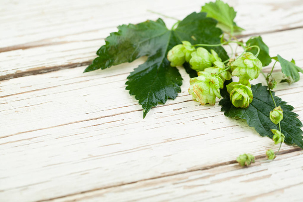 Beer hops plant on white wooden background - Photo, Image