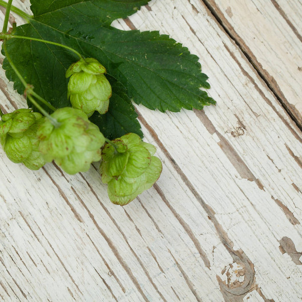 Green hop plant on white wooden background - Photo, Image