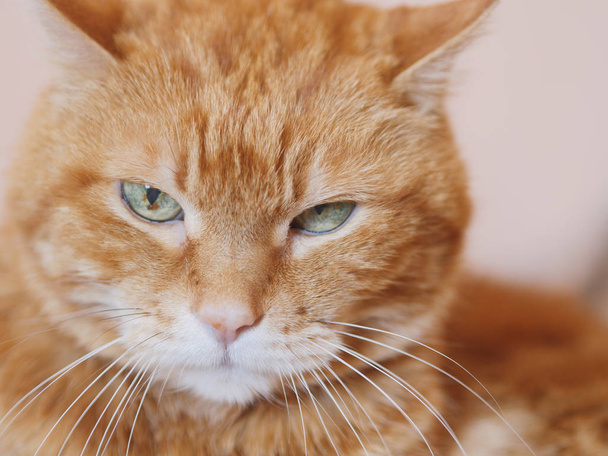 Angry red cat. Soft focus on eyes. - Foto, afbeelding