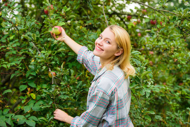 Woman hold ripe apple tree background. Farm producing organic eco friendly natural product. Girl gather apples harvest garden autumn day. Farmer lady picking ripe fruit from tree. Harvesting concept - Foto, immagini
