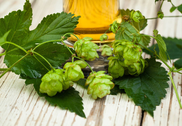 Beer and beer hops on white wooden background - Fotoğraf, Görsel