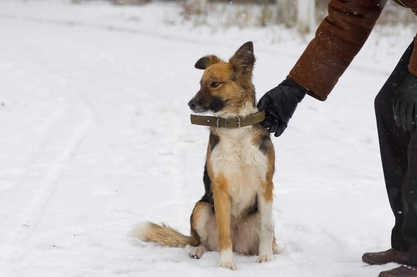 Человек готов выпустить собаку на зимнюю снежную улицу.
 - Фото, изображение