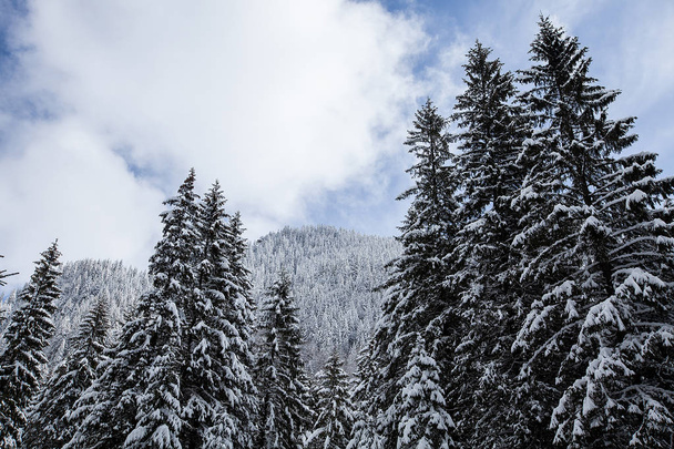 Великолепный и тихий красивый зимний пейзаж, покрытый снегом
 - Фото, изображение