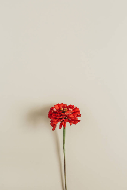 Red cynicism flower on beige background. Flat lay, top view. - Foto, Imagem
